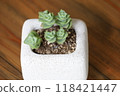 Succulent plants 118421447