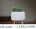 Succulent plants 118421448