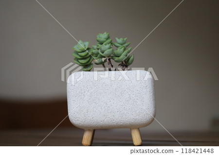 多汁植物 118421448