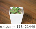 Succulent plants 118421449