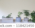 Ornamental plant interior 118421450