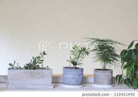Ornamental plant interior Ornamental plant interior 118421450