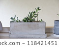 Succulent plants 118421451