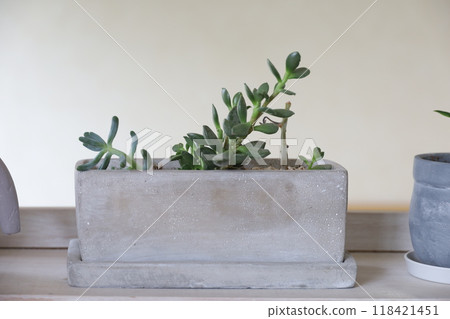 Succulent plants Succulent plants 118421451