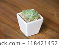 Succulent plants 118421452