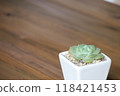 Succulents, space available 118421453