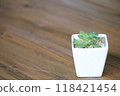 Succulents, space available 118421454