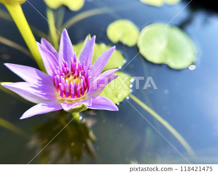粉紅色睡蓮的特寫 118421475