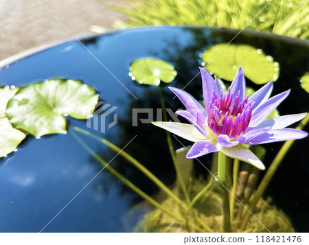 睡蓮盛開在水碗裡 睡蓮盛開在水碗裡 118421476