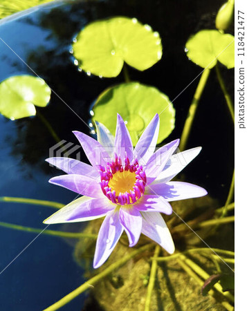 Pink water lilies bathed in sunlight 118421477