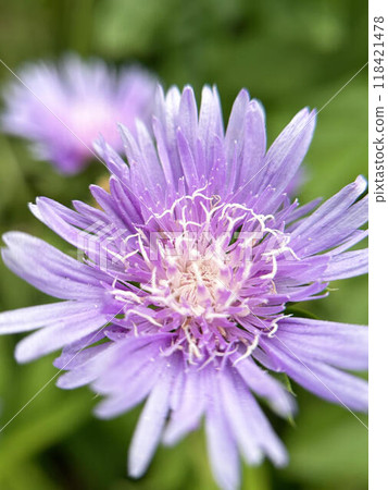 Close-up of Stokesia 118421478