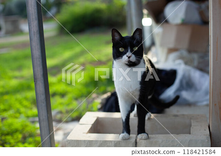 Black and white cat. Interesting grimace 118421584