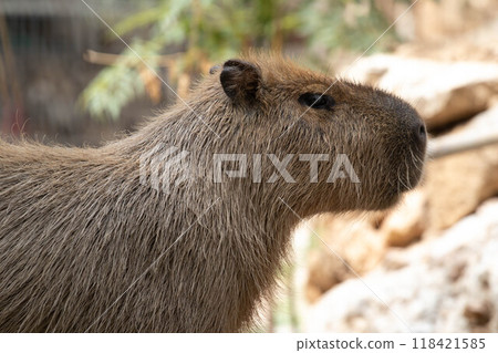 Capybara herbivore of South America Capybara herbivore of South America 118421585