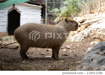 Capybara herbivore of South America Capybara herbivore of South America 118421586