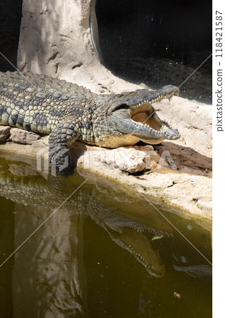 The crocodile opened its mouth in anticipation of prey The crocodile opened its mouth in anticipation of prey 118421587