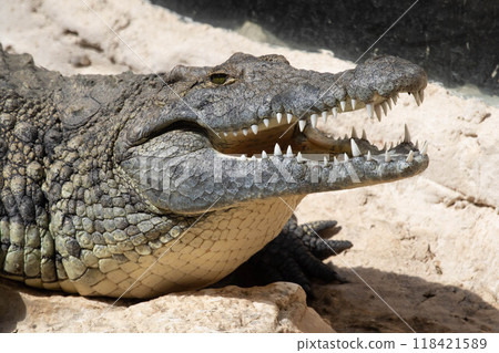 The crocodile opened its mouth in anticipation of prey 118421589