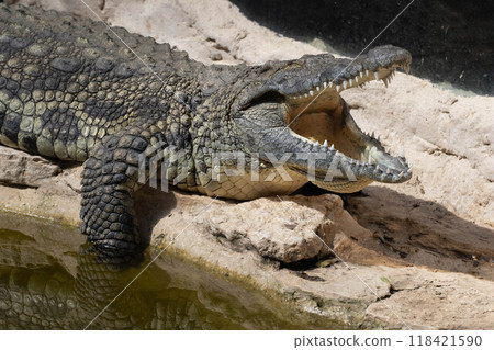 The crocodile opened its mouth in anticipation of prey The crocodile opened its mouth in anticipation of prey 118421590