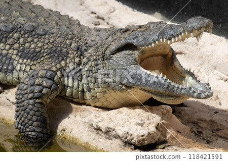 The crocodile opened its mouth in anticipation of prey 118421591
