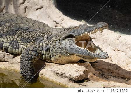 The crocodile opened its mouth in anticipation of prey 118421592
