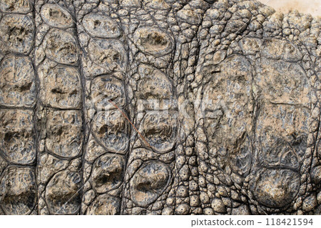 The crocodile opened its mouth in anticipation of prey The crocodile opened its mouth in anticipation of prey 118421594