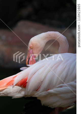 Pink flamingo grazing in the water Pink flamingo grazing in the water 118421605