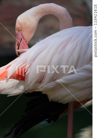 Pink flamingo grazing in the water Pink flamingo grazing in the water 118421618