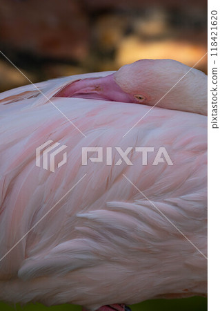 Pink flamingo grazing in the water 118421620