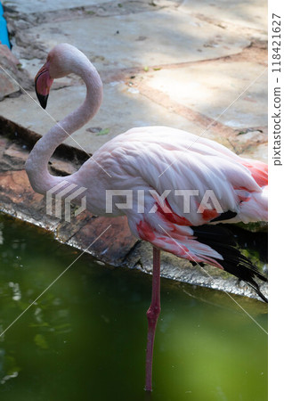 Pink flamingo grazing in the water 118421627