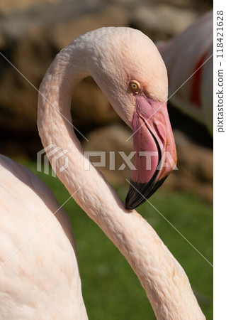 Pink flamingo grazing in the water Pink flamingo grazing in the water 118421628
