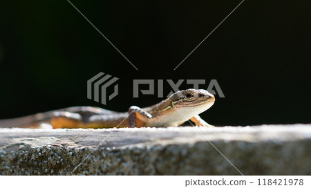 Close-up of the upper body of a Japanese kana snake on a black background Close-up of the upper body of a Japanese kana snake on a black background 118421978