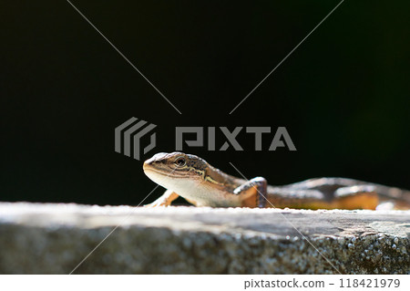 Close-up of the upper body of a Japanese kana snake on a black background Close-up of the upper body of a Japanese kana snake on a black background 118421979