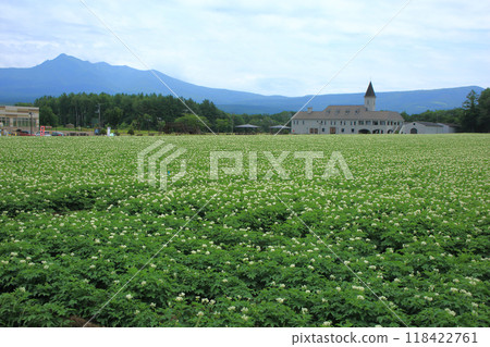 Mt. Shari, a shochu factory, and sweet potato flowers 118422761