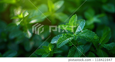 Green fresh mint leaves in daylight background wallpaper backdrop. Leaf, plant, copy space, refreshing Green fresh mint leaves in daylight background wallpaper backdrop. Leaf, plant, copy space, refreshing 118422847