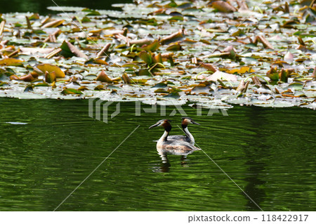 Two Crested Grebes in a spring marsh Two Crested Grebes in a spring marsh 118422917