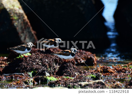 Turnstones gather on the rocks at low tide Turnstones gather on the rocks at low tide 118422918
