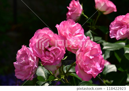 Pink roses in full bloom in the garden 118422923