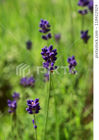Purple lavender buds 118422924
