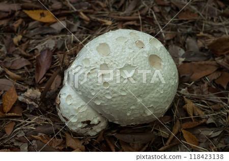 Onyxesbe 118423138