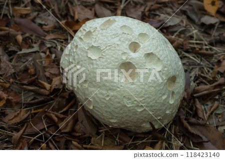 Onyxesbe 118423140