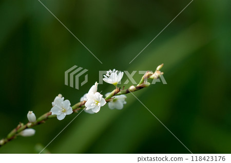 Shirobana Sakura Tade on the Yasuragi Embankment of the Shinano River 118423176
