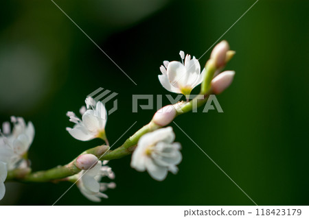 Shirobana Sakura Tade on the Yasuragi Embankment of the Shinano River 118423179