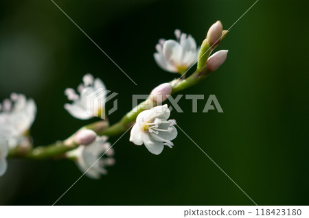 Shirobana Sakura Tade on the Yasuragi Embankment of the Shinano River Shirobana Sakura Tade on the Yasuragi Embankment of the Shinano River 118423180