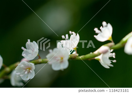 信濃川安良木堤上的白花櫻花館 信濃川安良木堤上的白花櫻花館 118423181
