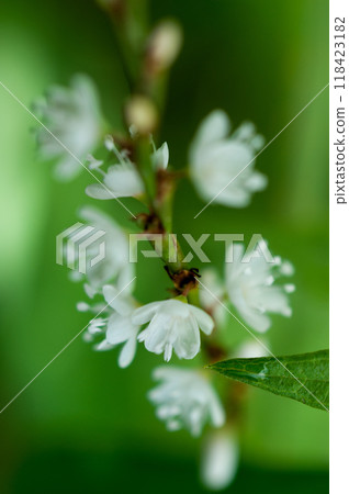 信濃川安良木堤上的白花櫻花館 信濃川安良木堤上的白花櫻花館 118423182