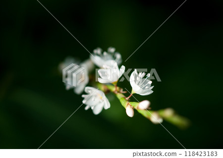 信濃川安良木堤上的白花櫻花館 信濃川安良木堤上的白花櫻花館 118423183