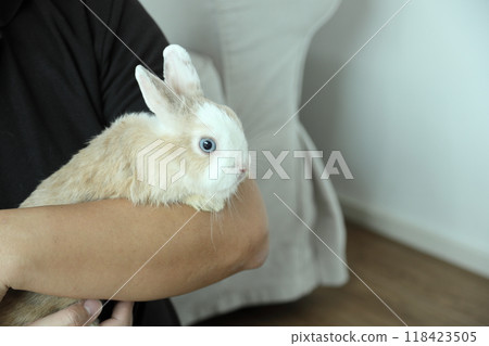 Cute Young Rabbit Cute Young Rabbit 118423505