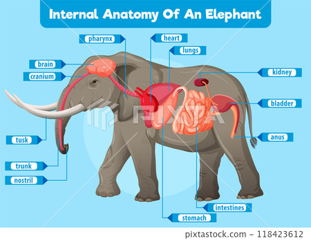 Internal Anatomy of an Elephant Internal Anatomy of an Elephant 118423612