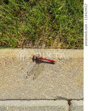red dragonfly on pedestrian concrete. High quality photo red dragonfly on pedestrian concrete. High quality photo 118424417