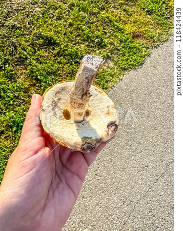 woman hand hold the mushroom on the street near the forest . High quality photo 118424439