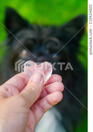 women hand hold the heart shaped iced with black dog on background . High quality photo women hand hold the heart shaped iced with black dog on background . High quality photo 118424805